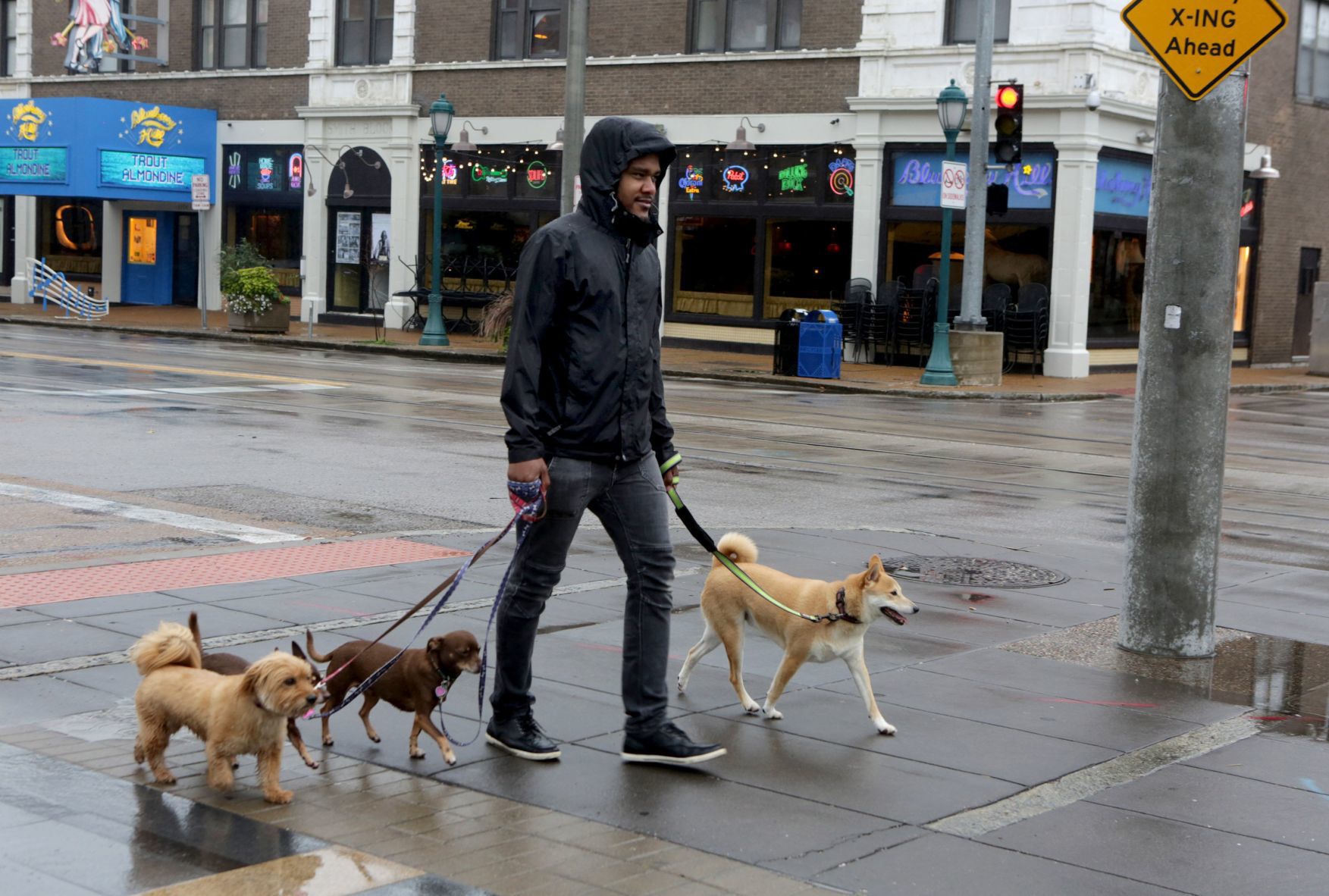 Walking the dogs